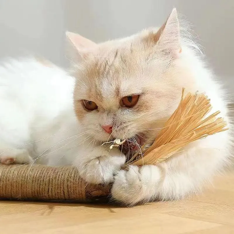 Matatabi Catnip Sticks